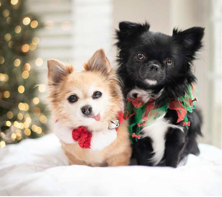 The Magic of Flocked Artificial Christmas Trees